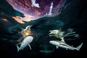 ELLITORAL_356052 |  Gentileza Foto ganadora del concurso Fotógrafo Submarino 2021: ´Sharks´ Skylight´ (Tragaluz de tiburones).