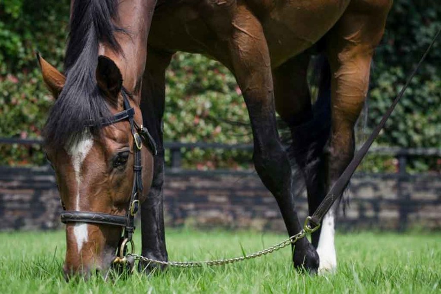 ELLITORAL_337488 |  Coolmore Stallions.