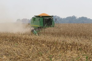 ELLITORAL_357633 |  Archivo La cosecha de maíz para gran comercial apenas se inicia y confirma el impacto de la falta de agua.