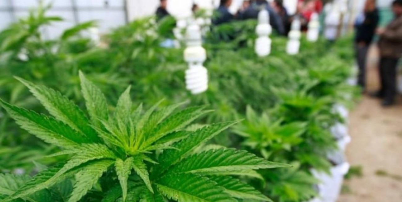 Descubren un enorme "indoor" de cultivo de marihuana en Rosario y secuestran 300 plantas