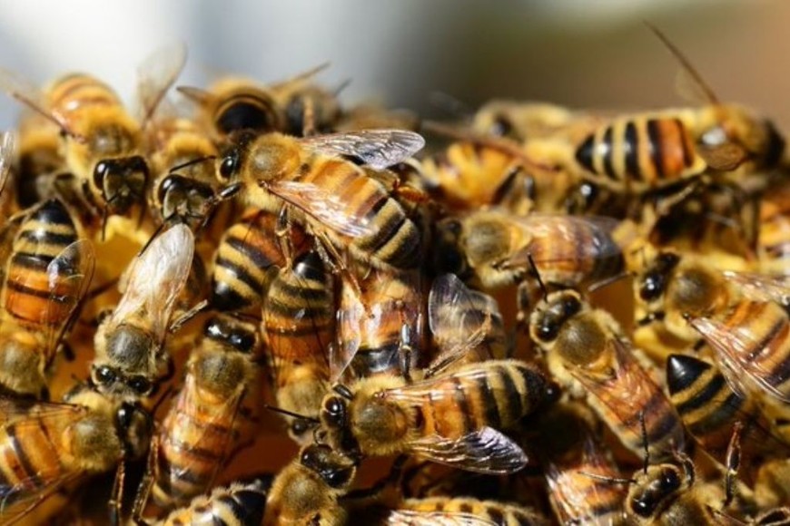 ELLITORAL_405309 | Gentileza