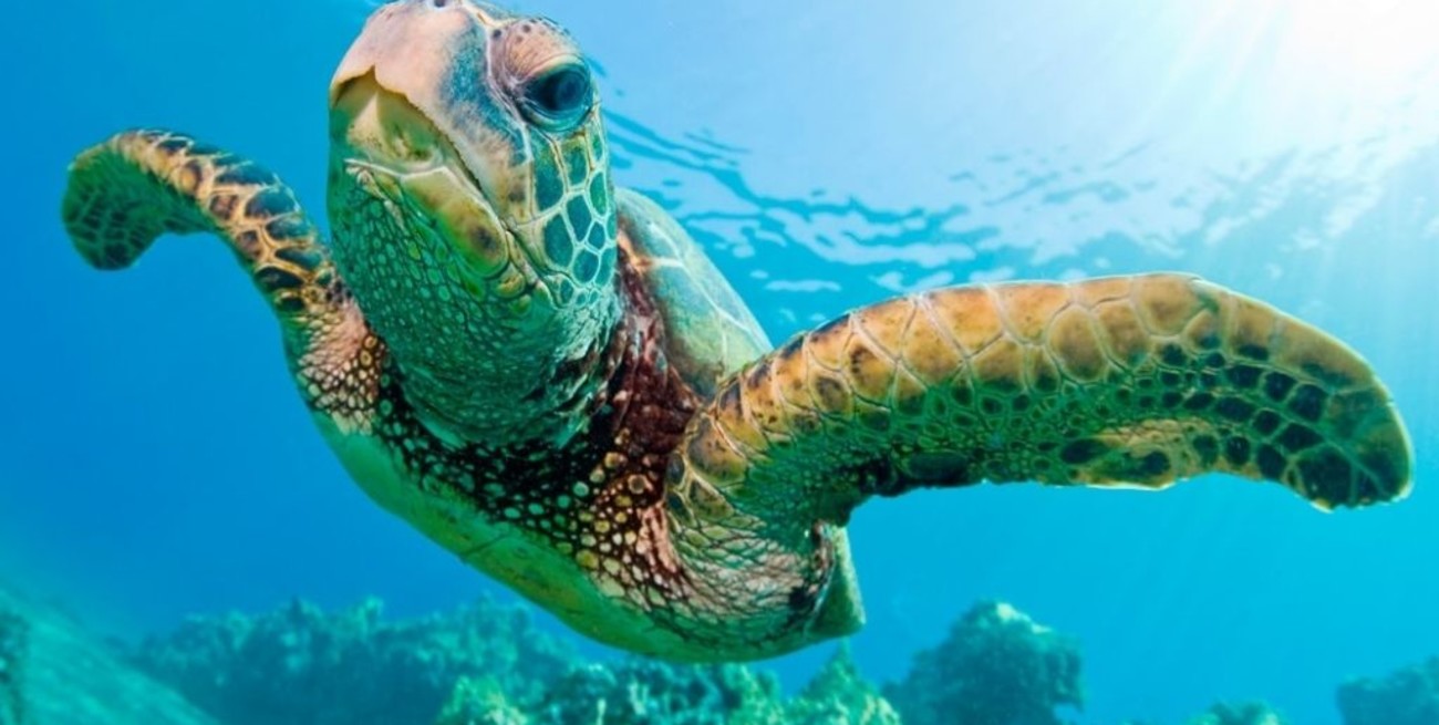 Tortugas Marinas: especie en peligro 