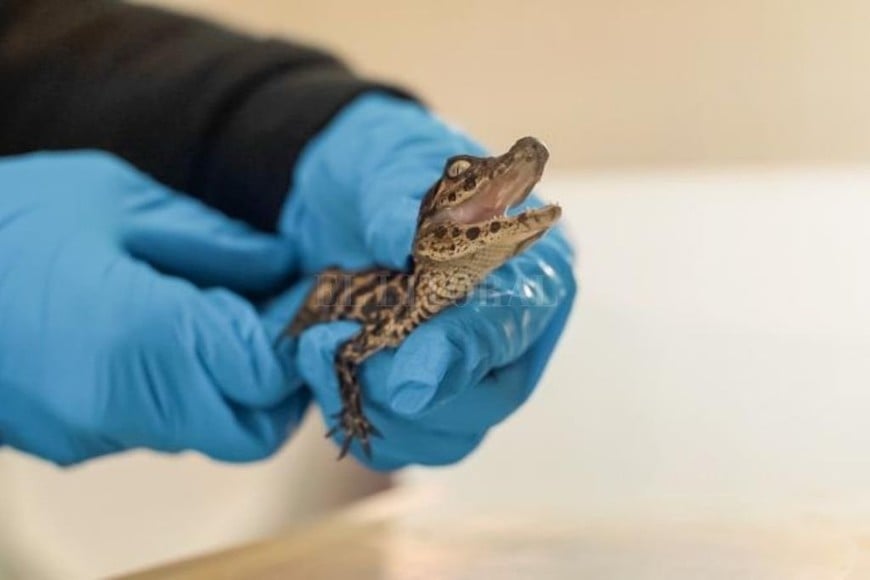 ELLITORAL_403157 |  Gentileza