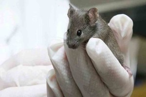 ELLITORAL_413103 |  Imagen ilustrativa