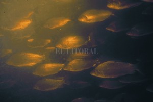 Archivo El Litoral / Gentileza Sergio Massaro Migración. Las grandes agregaciones de peces realizan su derrotero escapándole a las aguas poco profundas de lagunas y arroyos.