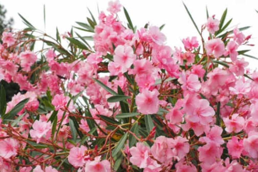 ELLITORAL_413275 |  Gentileza Adelfa. Foto ilustración Shutterstock.