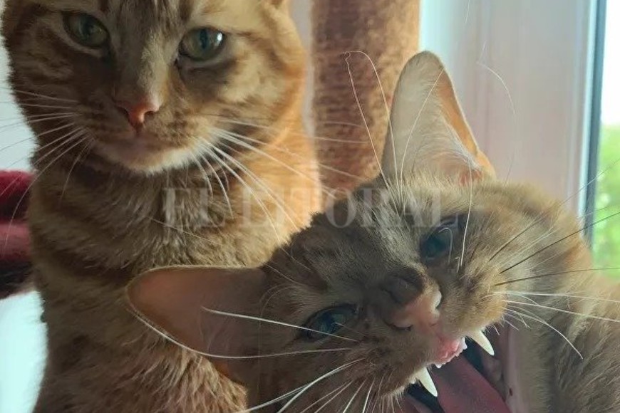 ELLITORAL_423931 |  Gentileza Kathryn Trott por ?Photobomb?.