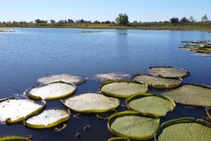 ELLITORAL_376835 |  Fernando Nicola. Orilla del río San Javier