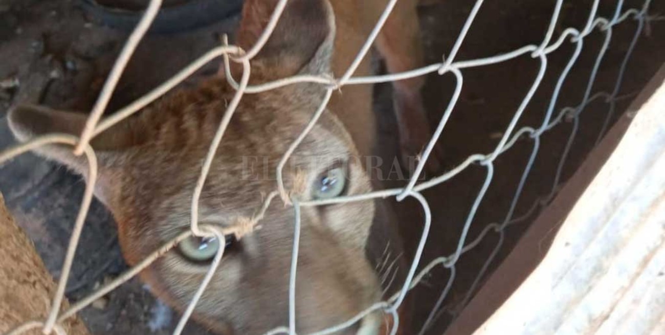 Rescataron un puma que estaba en cautiverio en el norte santafesino