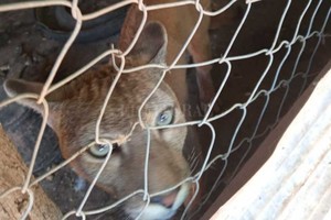 ELLITORAL_413606 |  El Litoral