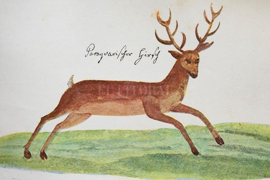 ELLITORAL_367324 |  Archivo El Litoral Ciervo de los pantanos por Florian Paucke.