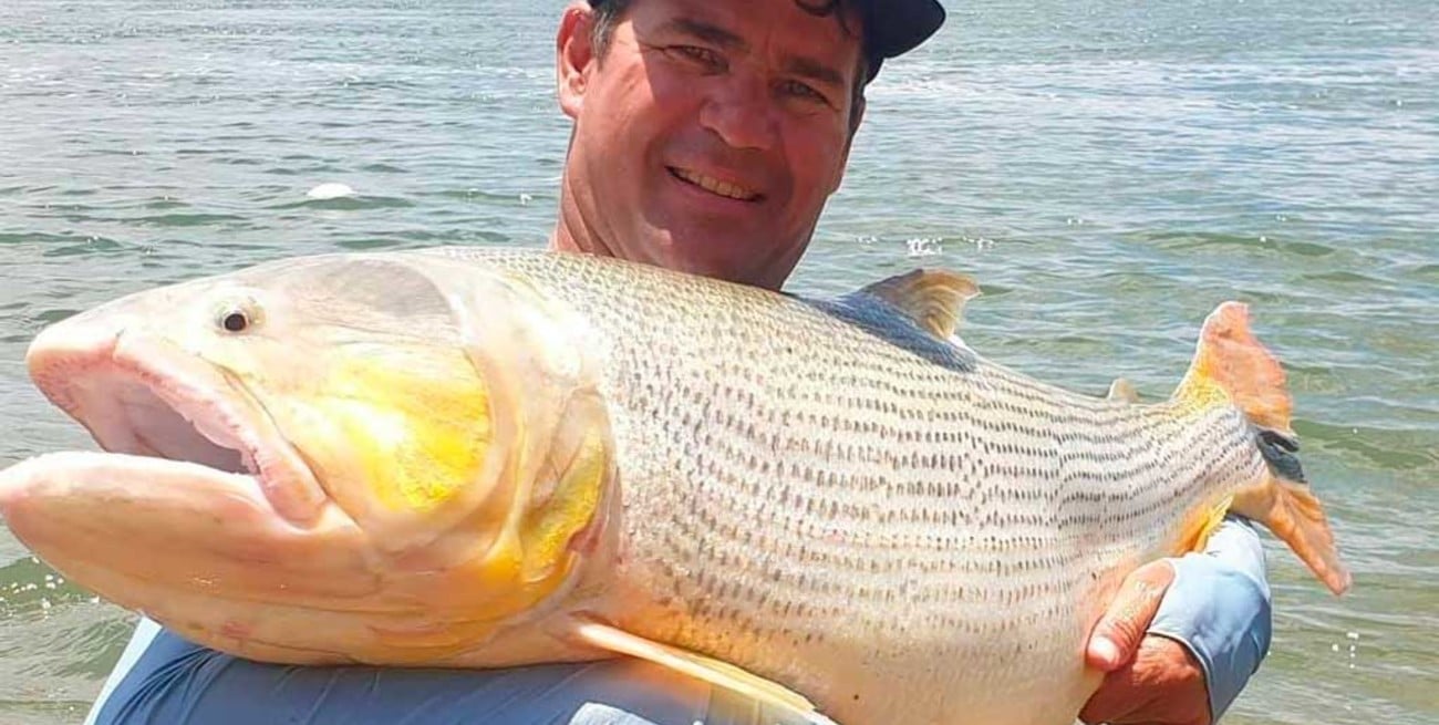 Pescaron un dorado "gigante" en el Río Paraná: pesaba unos 30 kilos