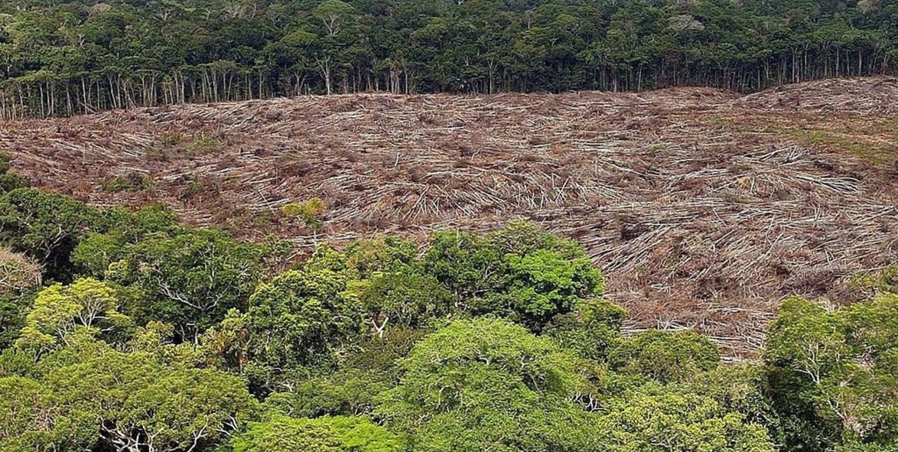 La deforestación en la Amazonía brasileña vuelve a crecer