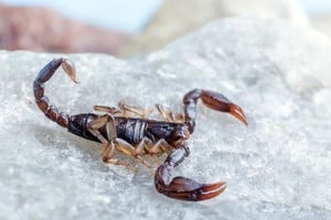 ELLITORAL_432013 |  Archivo El alacrán no venenoso tiene pinzas muy globosas o redondas, y un único aguijón en la cola.