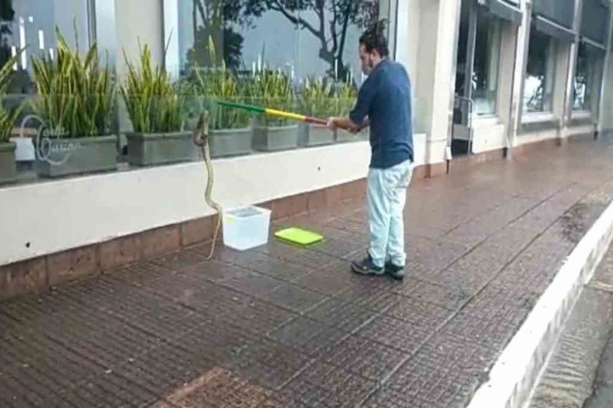 ELLITORAL_365886 | Gentileza El animal fue trasladado al Centro de Conservación Aguará.