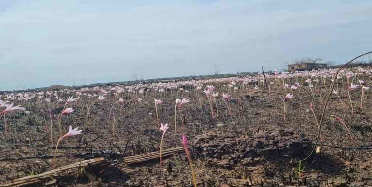 Corrientes: así se encuentra el Parque Nacional Iberá tras el paso devastador del fuego