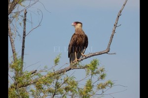 ELLITORAL_370772 |  Archivo El Litoral Carancho: su nombre científico, Caracara plancus de la familia de las Falconidae.