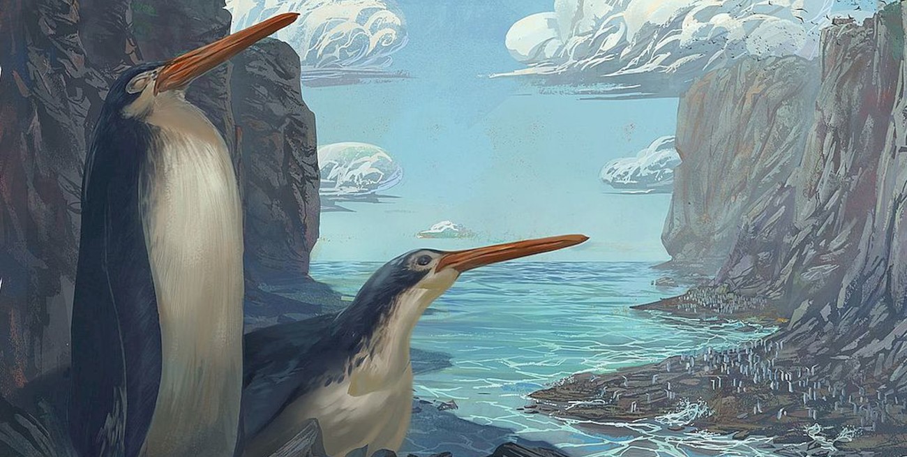 Un grupo de nenes descubrió fósiles de una desconocida especie de pingüinos "gigantes"