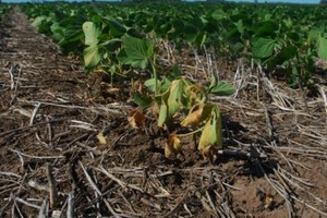 ELLITORAL_375671 |  Gentileza