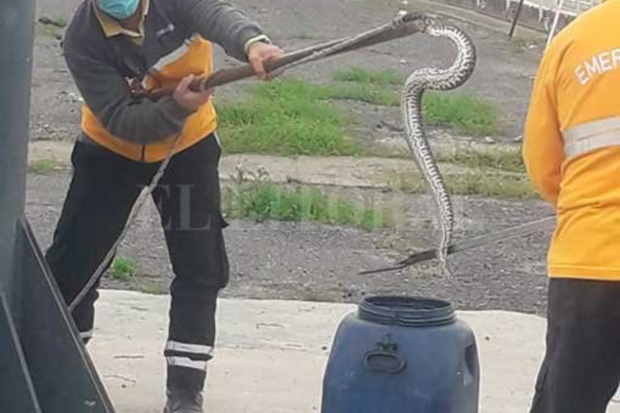 ELLITORAL_400053 |  Gentileza Víboras. La bajante dejó al descubierto grandes extensiones de árboles nativos, habitados por ofidios, roedores y abejas.