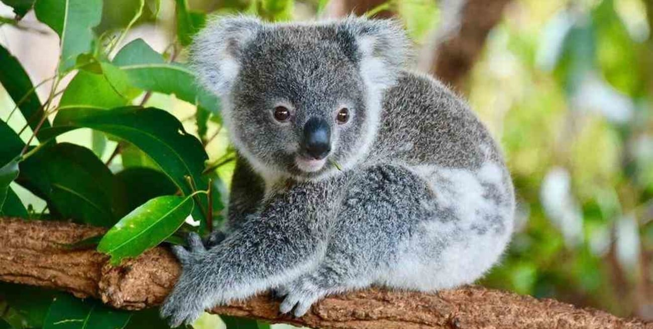 Australia destinará $ 35 millones para restaurar el hábitat de los koalas