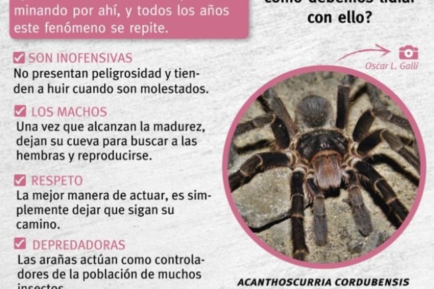 ELLITORAL_419568 |  FB Tarántulas Corrientes