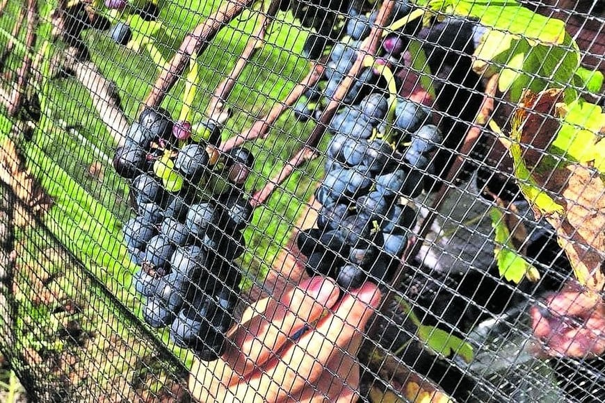 ELLITORAL_277105 | sociación Entrerriana Mujeres del Vino En la provincia cada finca comparten las mismas condiciones de producción: un ambiente húmedo en el que se debe luchar contra hongos y plagas, y por eso una de las características principales de los vinos entrerrianos es que son temporados (jóvenes) y se producen a baja escala.