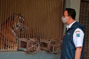 Picture Alliance La pareja de tigres, una hembra de 12 años y un macho de 9 (foto), mostraban problemas respiratorios y pérdida de apetito.