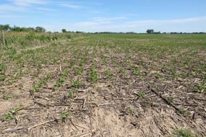 ELLITORAL_406708 |  Gentileza