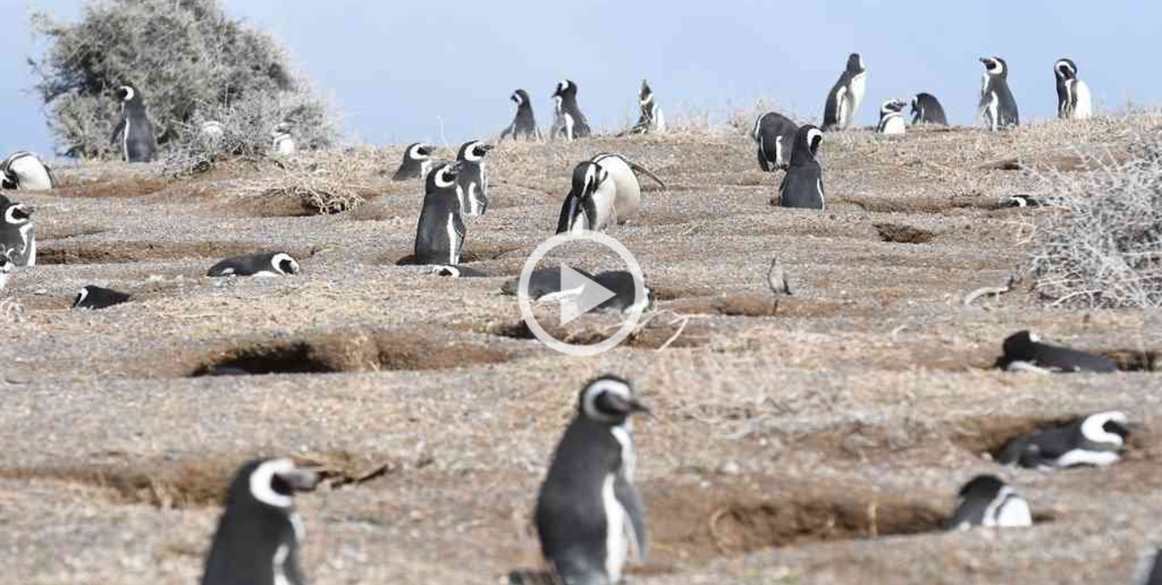 Video: un conflicto familiar en punta tombo terminó en la masacre de centenares de pingüinos y huevos de pichón