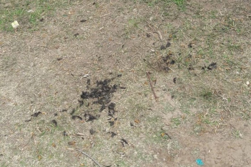 ELLITORAL_411709 |  Gentileza