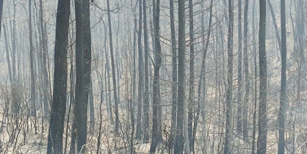 Turquía plantará 250 millones de árboles para compensar daños por incendios forestales