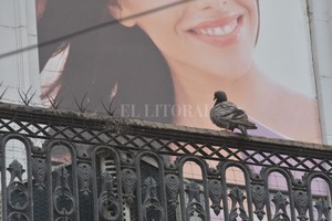 ELLITORAL_435377 |  Guillermo Di Salvatore INSTANTÁNEA -  Entre las púas y la sonrisa