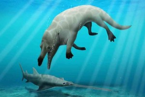 ELLITORAL_399582 |  Imagen ilustrativa Hace más de 43 millones de años Anubis caminaba por la tierra y nadaba en el agua.