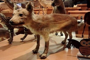 ELLITORAL_412367 |  Universidad de Tokio Ejemplar disecado de yamainu o lobo japonés