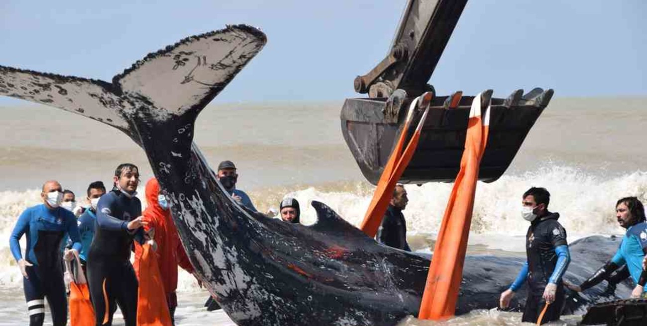 Video: emotivo rescate a una pareja de ballenas varadas en la costa bonaerense
