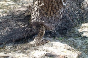 Archivo El Litoral - Marcelo Fabián Badaracco El veneno de víbora puede ser tan agresivo que condiciona la amputación de una pierna o un brazo, o afectarlos tanto que el individuo ya no podrá trabajar, o valerse por sí mismo.