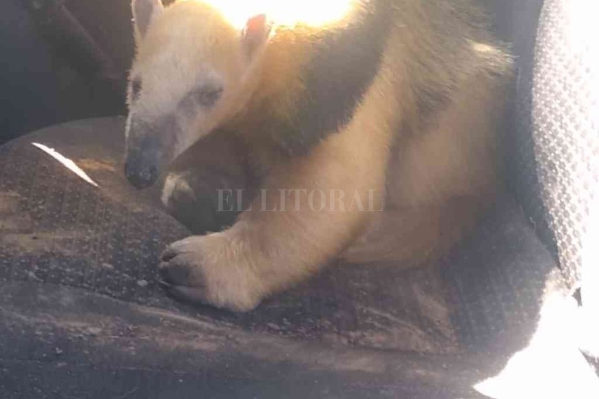 ELLITORAL_404866 |  Luis Verón