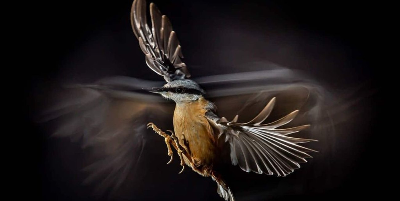 Se conocieron las imágenes finalistas del premio Bird Photographer 2021