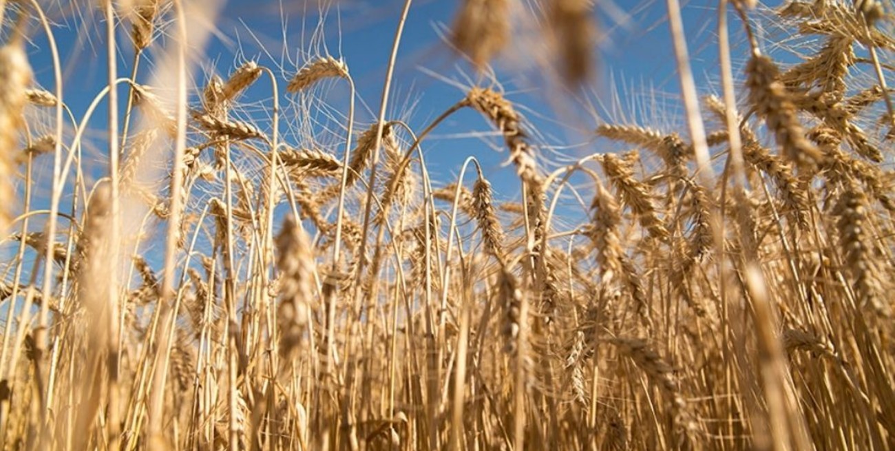 Entre Ríos espera sembrar más de 520.000 hectáreas con trigo