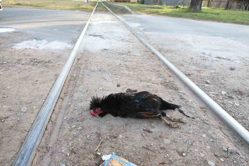 ELLITORAL_391926 |  El Litoral