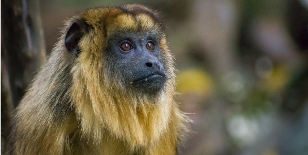 Campaña para preservar a monos Carayá y considerarlos Monumento Natural de Corrientes