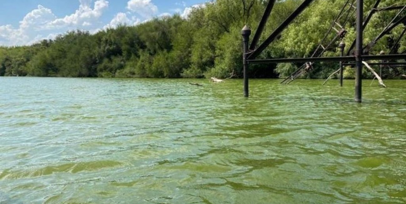 Advierten la presencia de cianobacterias tóxicas en aguas del Río Uruguay