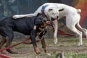 ELLITORAL_5814 |  Archivo Los perros de Venado Tuerto tendrían detectores de identidad que responsabilizarían a sus dueños