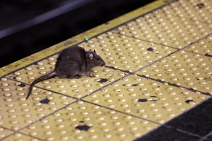 ELLITORAL_411613 |  Gentileza