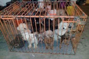 ELLITORAL_405336 |  El Litoral De los 95 animales, 70 son perros. Hay dos hembras preñadas y varios cachorros.