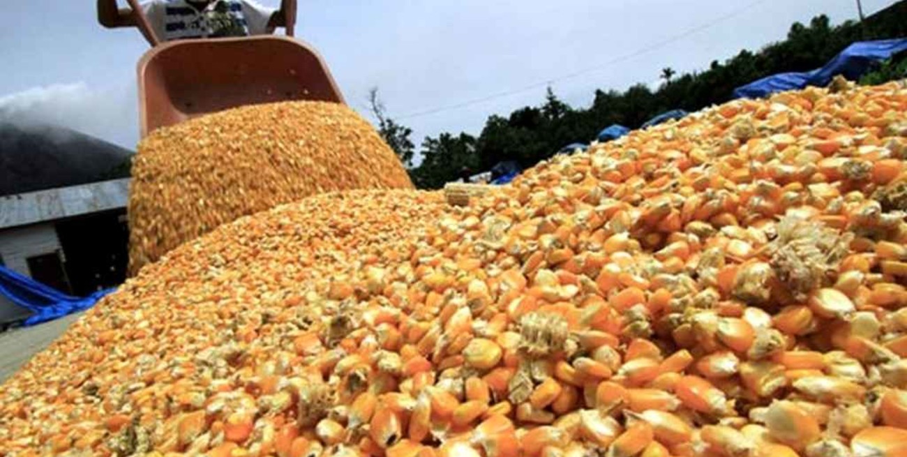 Más controles al agro: el Gobierno exige ahora nuevos requisitos para la exportación de maíz