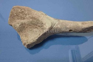 ELLITORAL_428517 |  Gentileza D.R