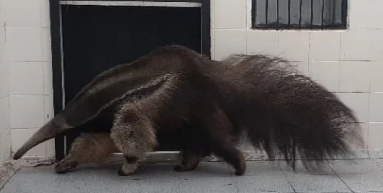 Rescataron a un oso hormiguero que se encontraba en una zona urbana de Corrientes