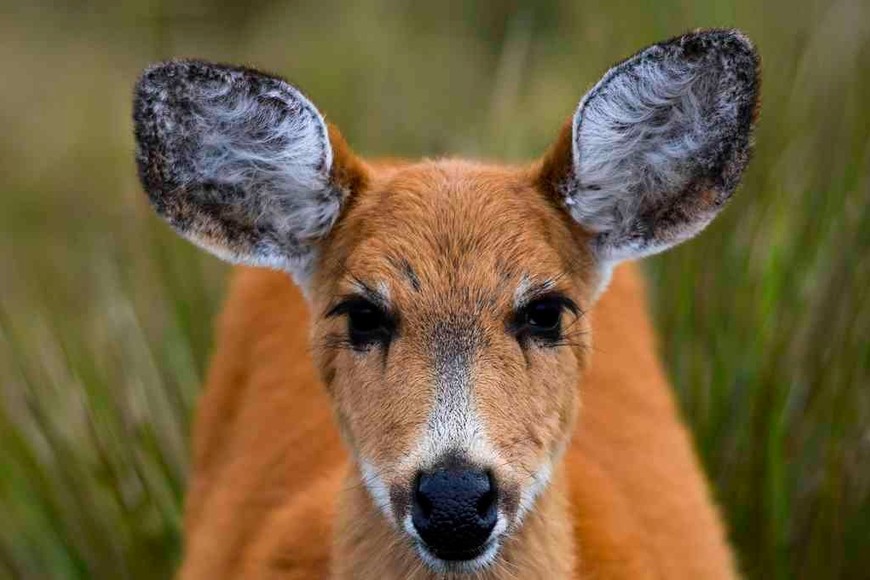 ELLITORAL_431389 | Télam D.R